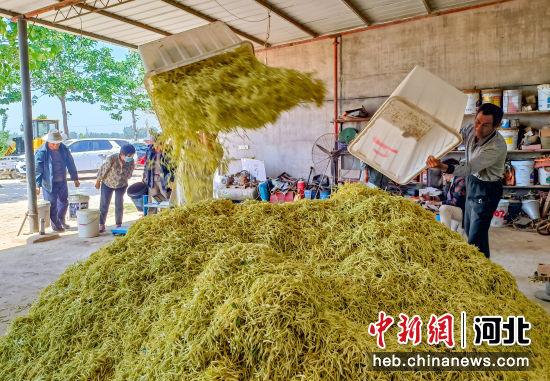 河北枣强推动产业结构优化升级 1.2万亩金银花迎来丰收季