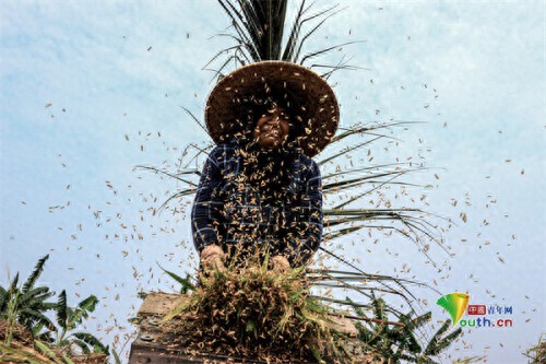 印尼农业部制定2024年大米年产量目标