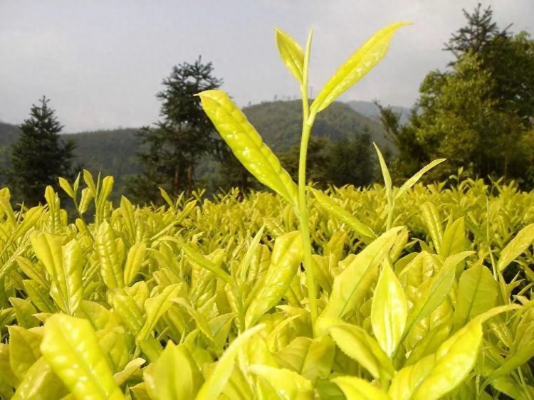 广元市首个茶叶行业标准发布：带你搞懂啥是广元黄叶茶